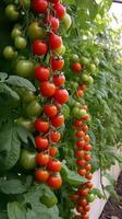 rojo Tomates en jardín. ilustración ai generativo foto