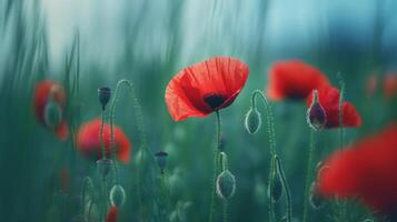 Red poppies background. Illustration photo