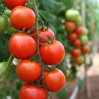 rojo Tomates en jardín. ilustración ai generativo foto