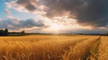 Field of ripe golden wheat in rays of sunlight Illustration photo