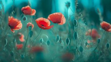 Red poppies background. Illustration photo