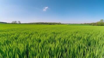 Juicy green field. Illustration photo