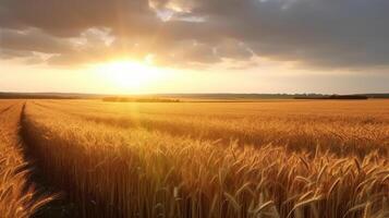 Field of ripe golden wheat in rays of sunlight Illustration photo