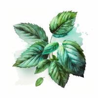 Watercolor mint leaves. Illustration photo