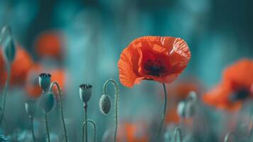 Red poppies background. Illustration photo