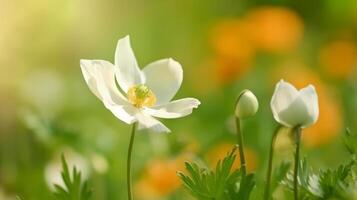 Anemone flower with butterfly. Illustration photo