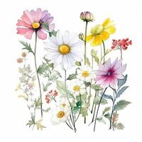 Watercolor wildflower bouquet. Illustration photo