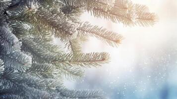 Winter fir in snow. Illustration photo