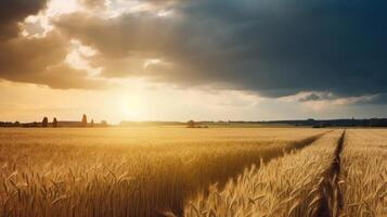 Field of ripe golden wheat in rays of sunlight Illustration photo