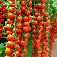 Red tomatoes in garden. Illustration photo