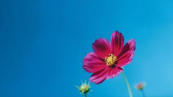 Cosmos flower over sky background. Illustration photo