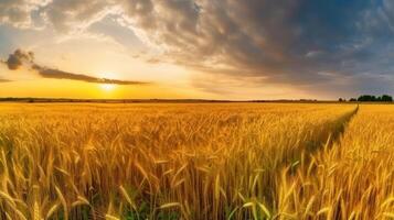 Summer field landscape. Illustration photo