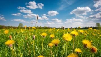 Beautiful dandelion field. Illustration photo