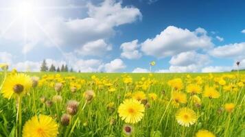 Beautiful dandelion field. Illustration photo