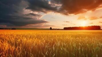 Field of ripe golden wheat in rays of sunlight Illustration photo