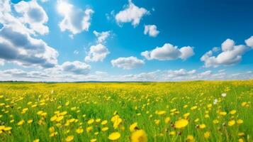 Beautiful dandelion field. Illustration photo