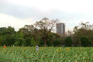 sunflower garden park with building city background photo