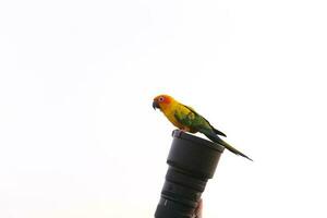 Lovely Beautiful orange Yellow green parrot  Sun Conure birds perching  on camera lens with blue clear sky background photo