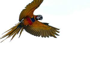 blurred colorful macaw parrot flying in bright blue sky background photo