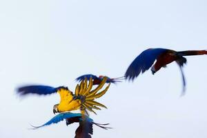 blurred colorful macaw parrot flying in bright blue sky background photo