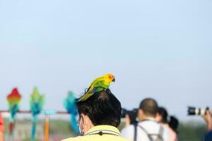 Lovely Beautiful Yellow green parrot  Sun Conure on human head photo