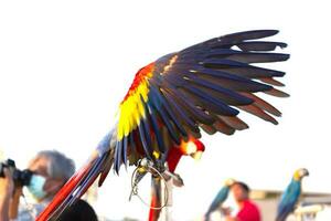 Close up of colorful scarlet macaw parrot pet perch on roost branch with blue clear sky background photo