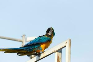 cerca arriba de vistoso azul guacamayo loro mascota perca en gallinero rama con azul claro cielo antecedentes foto