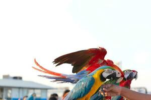 Close up of colorful scarlet macaw parrot pet perch on roost branch with blue clear sky background photo