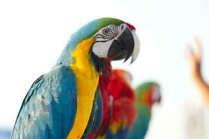 Close up of colorful blue macaw parrot pet perch on roost branch with blue clear sky background photo