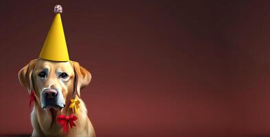 Dog in a party cap on a birthday on a holiday. Dark background, isolate. . photo