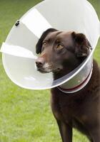 A sick dog sits with a medical collar on a background of green grass. . photo