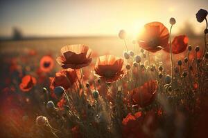 Large poppy field, sky background with clouds, bright sun. . photo