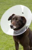 A sick dog sits with a medical collar on a background of green grass. . photo