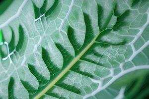 Design Elements Featuring Leaves and Trees in Natural Textures photo