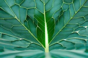 Macro Shots of Organic Plants and Foliage photo