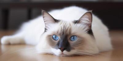 A cat sleeping on a floor photo