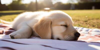 A golden retriever puppy sleeping on the blanket photo