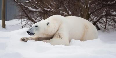 A polar bear in the snow with snow in the ground photo