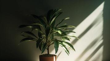 Blank modern background with green dracaena tree in sunlight, leaf shadow on wall. photo