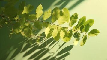Tropical tree branch in sunlight with leaf shadow on pastel green background. photo