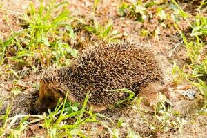 A hedgehog in the grass photo