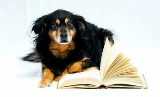 un perro con un libro foto