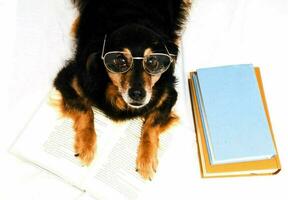 A dog with glasses photo