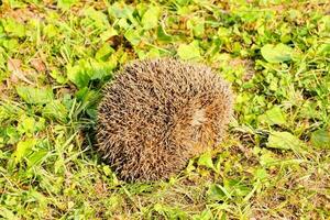 A hedgehog in the grass photo