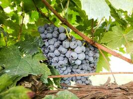 A grape crop photo