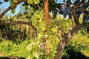 A grape crop photo