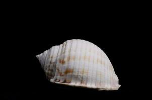 A seashell on black background photo