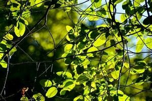 Background with leaves photo