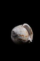 A seashell on black background photo