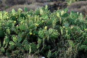 antecedentes con cactus foto